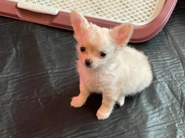 Chihuahua · Tyresö · Sheepdale