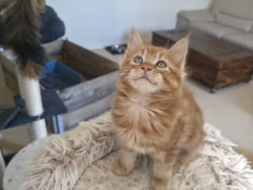 Maine Coon · Reinsvoll · Carina H.