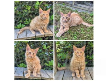 Norsk skogkatt · Kil · S*Djupdalen's