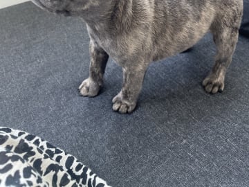 Fransk bulldogg · Norrköping · Emiras frallor