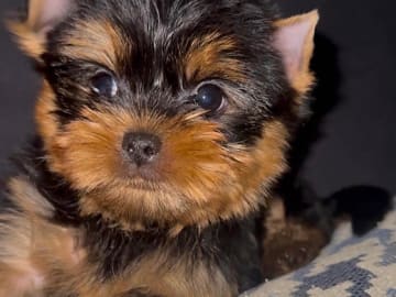 Yorkshire terrier · Oslo · Anna Victoria Borge