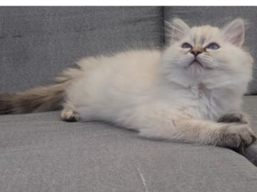 Ragdoll · Tvärålund · SE*Sacred Stars