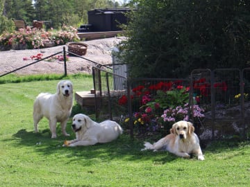 Golden retriever · Tjällmo · Ekbergarn’s  kennel