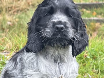 Cocker spaniel · Røyse · Kennel Fosliskrenten