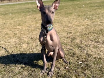 Peruviansk nakenhund · Uppsala · Coszcatl's
