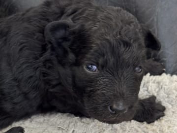 Pumi · Halmstad · Skallabackens kennel