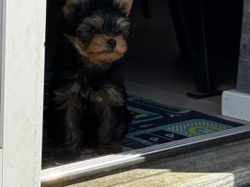 Yorkshireterrier · Sandefjord · Aleksandra