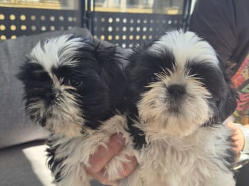 Shih tzu · Upplands Väsby · Majonies