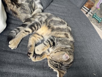 Bondkatt · Gnesta · Josefin J.