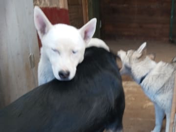 Sibirian husky- Schäfer · Sollefteå · Kenneth J.