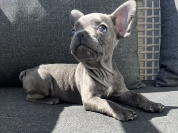 Fransk bulldogg · Norrköping · Emiras frallor