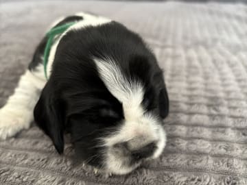 Cocker Spaniel · Hallstavik · Passion Spaniels