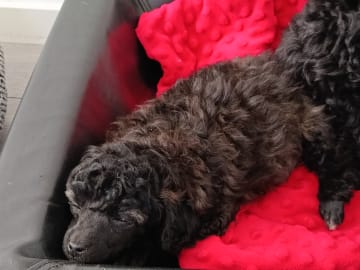 Hjortkvarns Cavapoo
