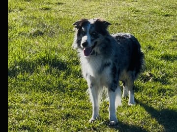 Border colliemix · östhammar · Ranch Siikavaara