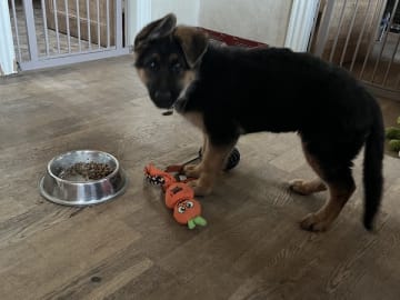 Schäferhund · Rønne · Skjoldungens