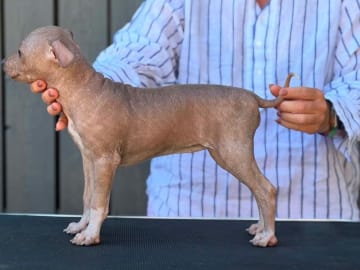 American Hairless Terrier · Mellerud · Ticket to win