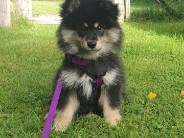 Finsk lapphund · Karlstad · Strix's