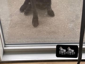 Cane corso · Aalborg · Kasper A.