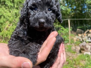 Labradoodle · Nol · Lyckliga Vovven