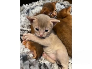 Abyssiner katt · Vattholma · SE*Aros af Ryssgärdet