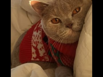 Brittiskt korthår · Tungelsta · Lola