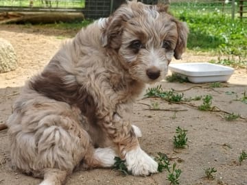 Aussiedoodle · Fredericia · Overgaards hvalpe