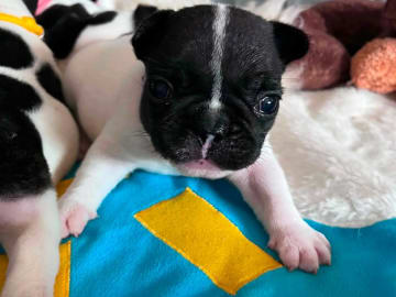 Fransk bulldog · Brønnøysund · Camilla Pigato Lillehorn