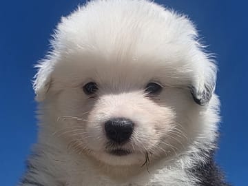 Miniature american shepherd · Hyllinge · Lina Bäckström