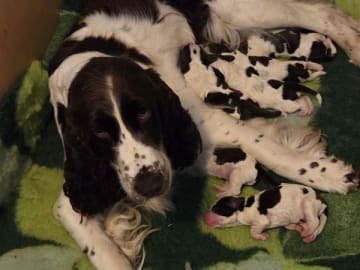 Engelsk springer spaniel · Årsunda · Barecho