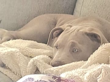 American Bully · Torshälla · Privatperson