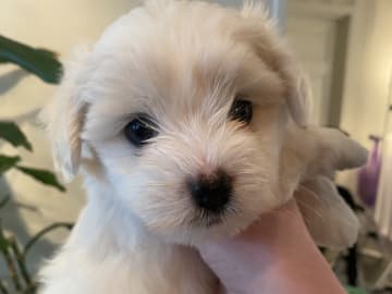 Kennel Showsilk