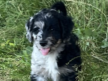 Aussiedoodle · Fredericia · Overgaards hvalpe