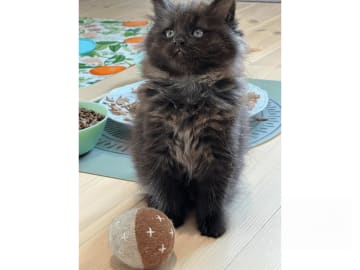 Sibirisk katt · Stockholm · Petit Pavot