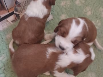 Welsh springer spaniel · Strängnäs · Okej's kennel