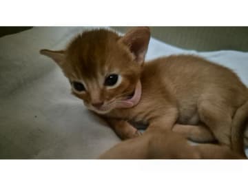 Abyssiner katt · Molkom · SE*Antennaria Rubra's