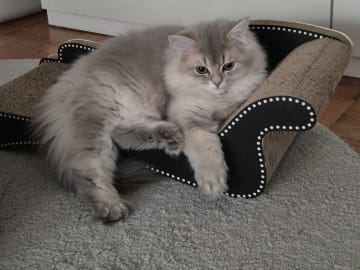 British Longhair · Halmstad · SE*Isa Dolls