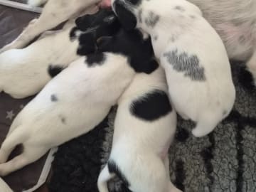 Parson russell terrier · Ljungsbro · Tinchens