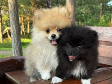 PomchiPaws