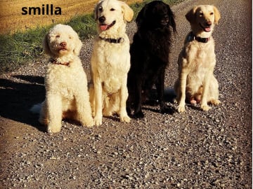 American Bernedoodle - Bernedoodle  /  Labradoodle · Hallstahammar · Smillas doodlar