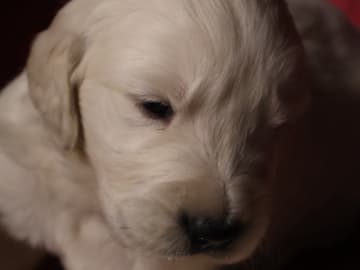 Golden retriever · Tjällmo · Ekbergarn’s  kennel