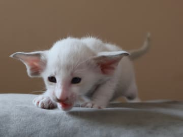 Oriental Adore Cattery