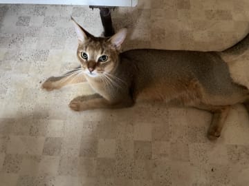 Chausie · Järfälla · Elia Y.