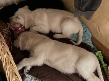 Labrador & Golden doodle · Munkfors · Joakim S.