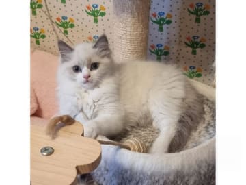 Ragdoll · Väse · SE*Wernigerodes
