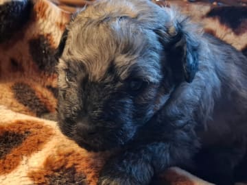 Puli · Trelleborg · Xaida'z kennel