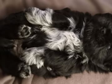 Shih Tzu · Helsinge · House of Shih-Tzu