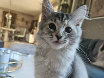 Sibirisk katt · Trelleborg · SE*Gislövs Sibiriska katter