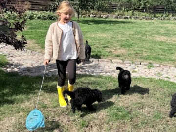 Pudel, stor · Auning · Grå vinger