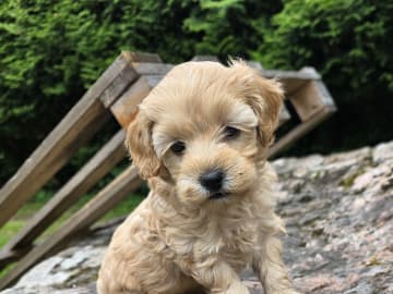 Cockerpoo · Skutskär · Tuula E.