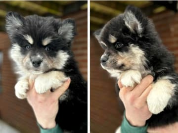 Finsk lapphund · Mjölby · World's Wildest